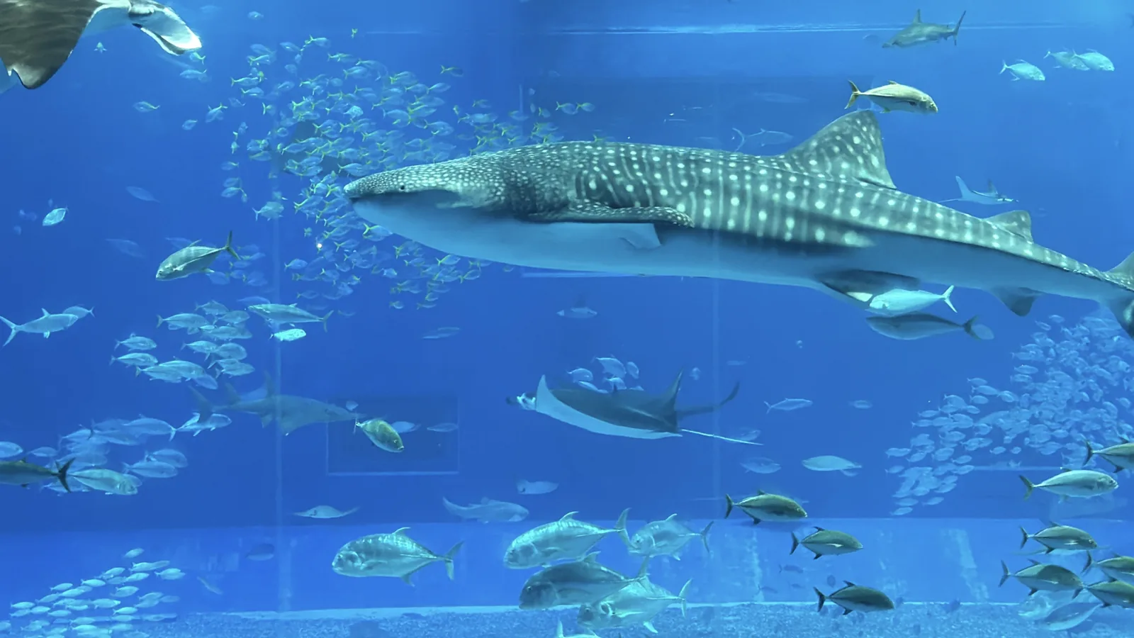 美ら海水族館のジンベエザメ
